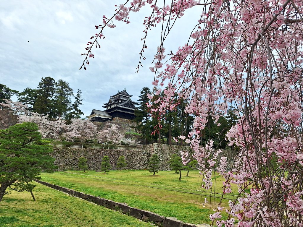 MSB_38's tweet photo. 🌸桜情報2026/04/09
今週末ぐらいで今年も🌸見納めとなりそうです😢
 #松江市 
 #松江城 
 #お花見 
 #桜情報 #桜 🌸
 #お昼休み #散歩 🚶
 #matsuecity #matsuecastle 
 #sakura #cherryblossom https://t.co/ALl5ojyBM7
