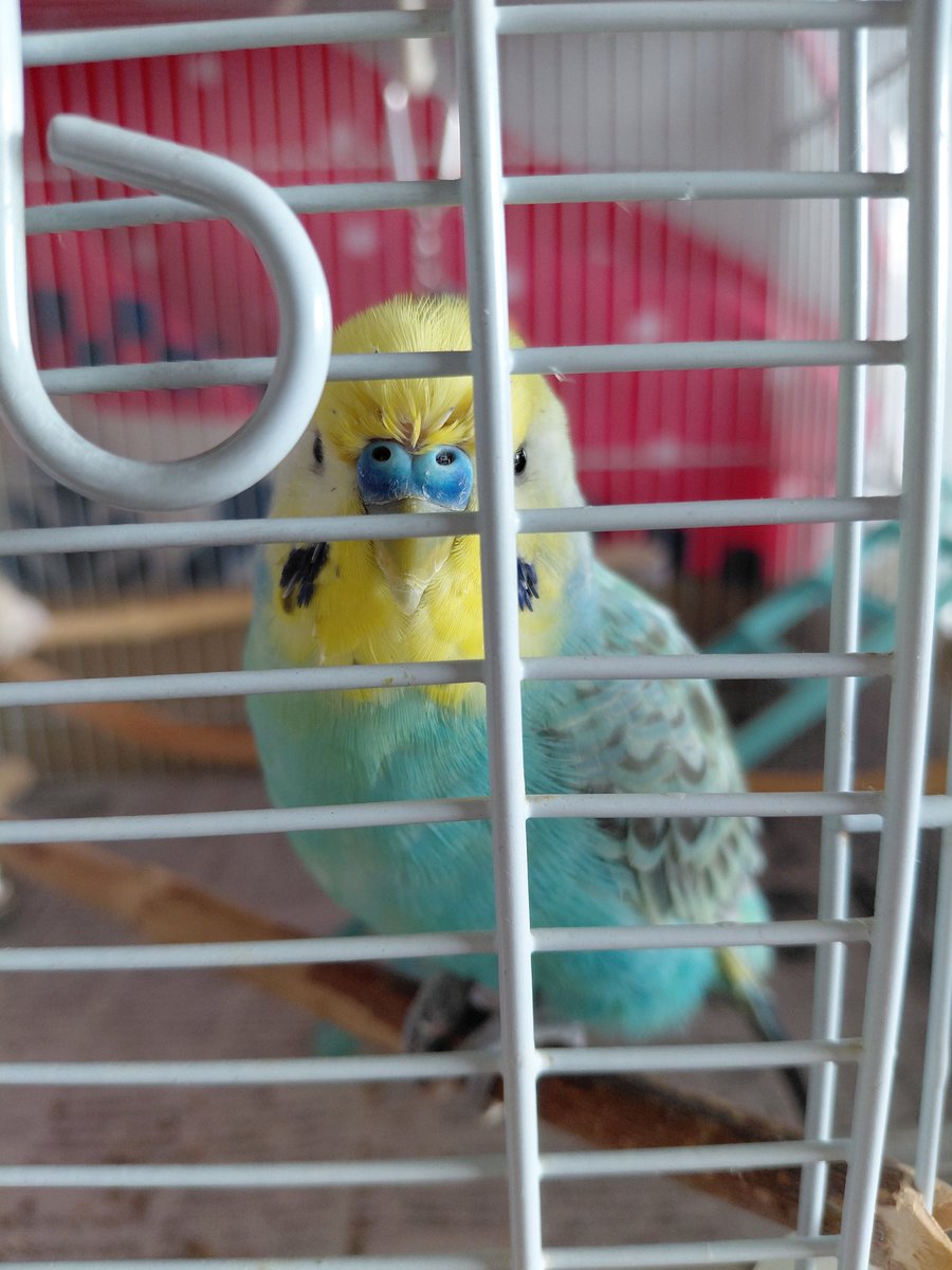 pontanoaccount's tweet photo. 換羽でおとなしいぽんたちゃん

#セキセイインコ
#もふもふ
#換羽 https://t.co/eJXotTyKPQ