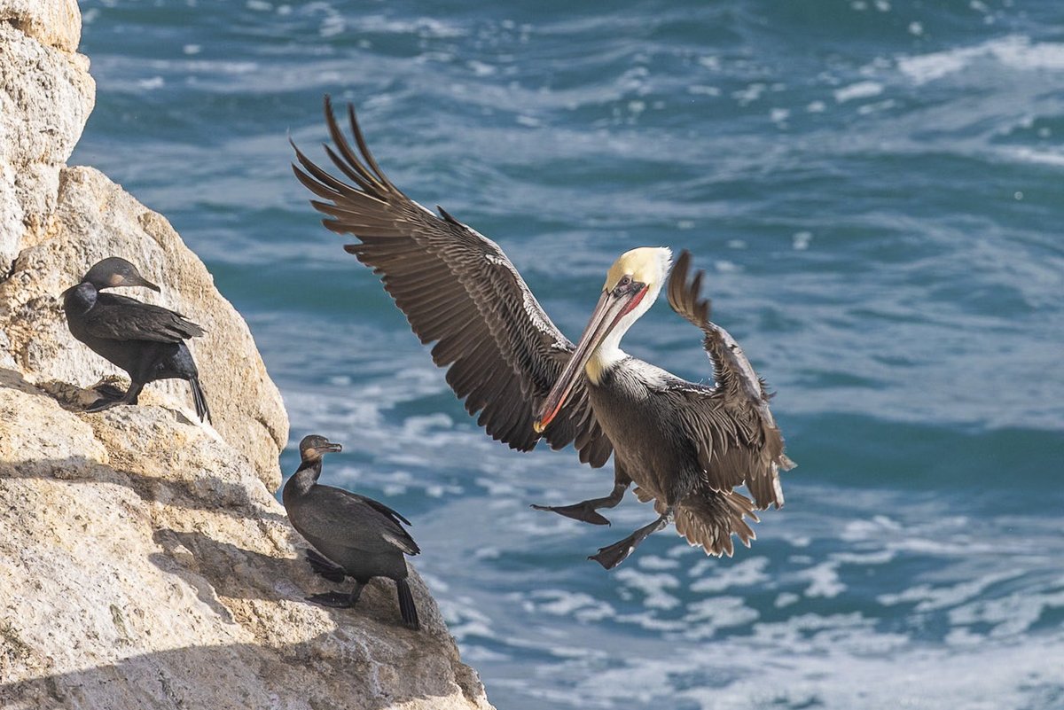 Stephen Diephuis tweet media