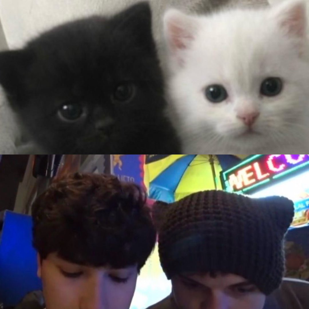 purr! 🎀🌷 tweet media