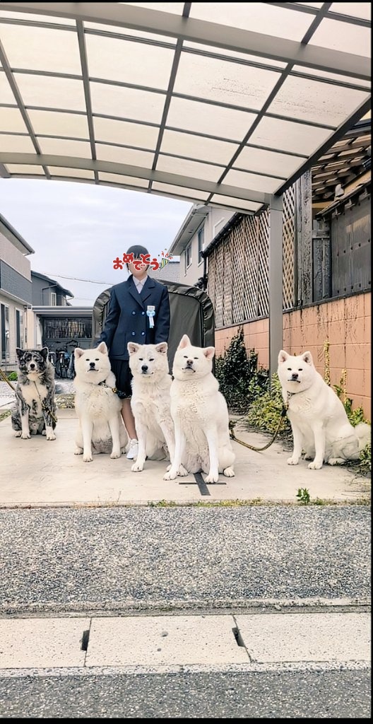 秋田犬こゆきと愉快な仲間達 tweet media