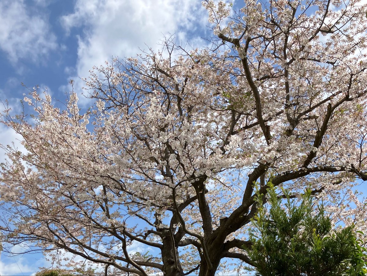 maikyyildiz's tweet image. 6つの障害を抱える息子。
五年生3日目。
支援員さん加配で2時間だけ初登校。
二年生で出会った担任。
「三年生も担任になって！」
「四年生も担任になって！」
「五年生も担任になって！」
私の願いはずっとこれだけ。
四年連続担任。
先生がいるから私たちは生きてます。
@aimyonGtter 
#ASD
#不登校