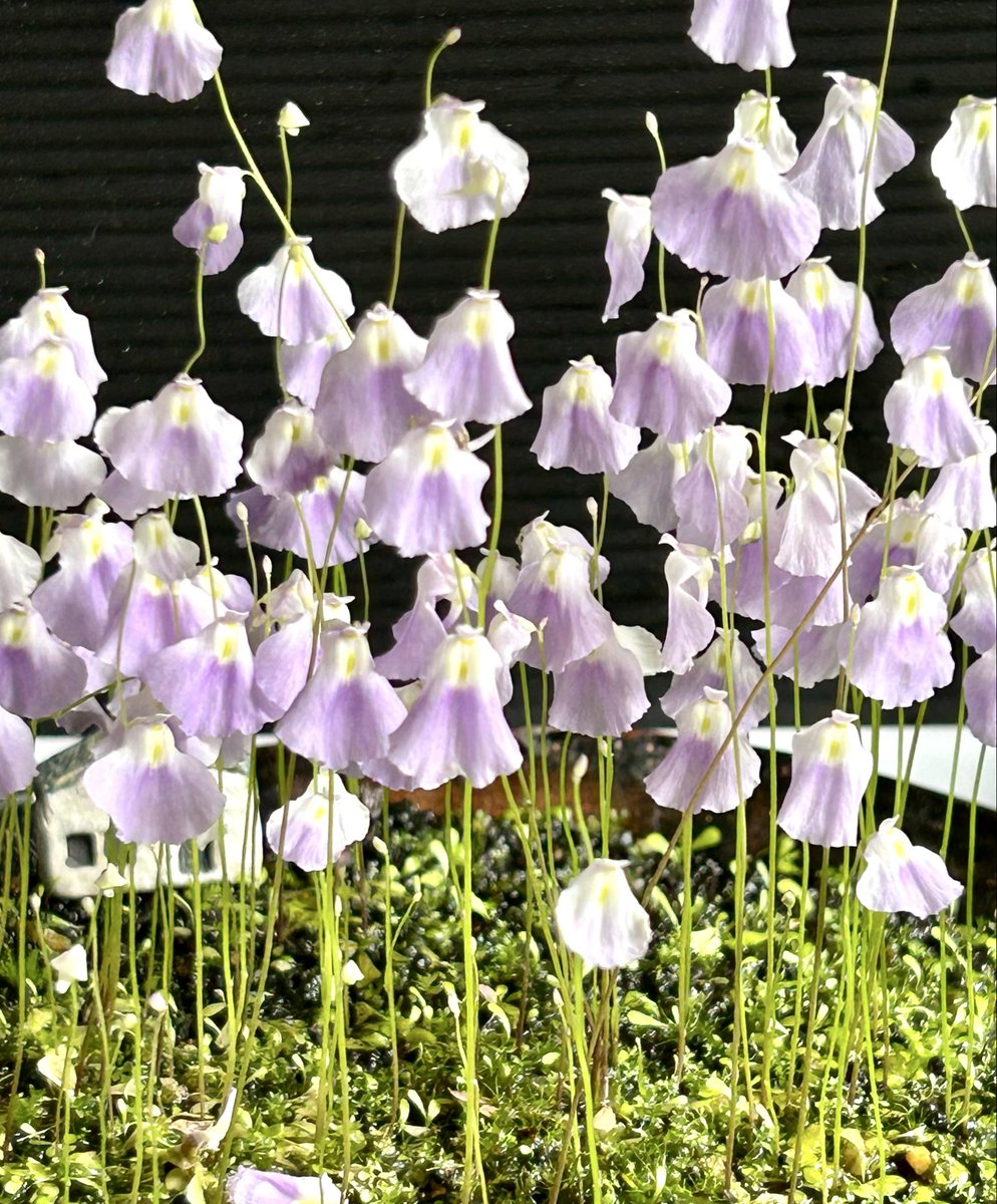 ウトリの花が沢山咲いている🌿
＃食虫植物