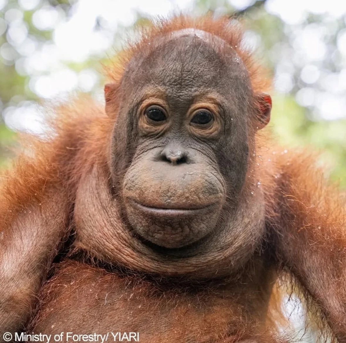 Orangutandrea tweet media