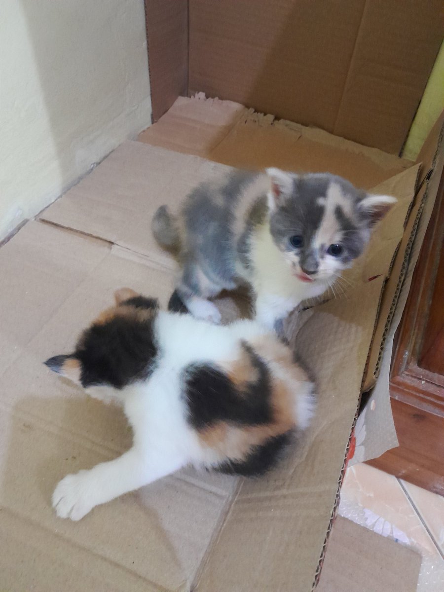 🦋 aliyaa tweet media