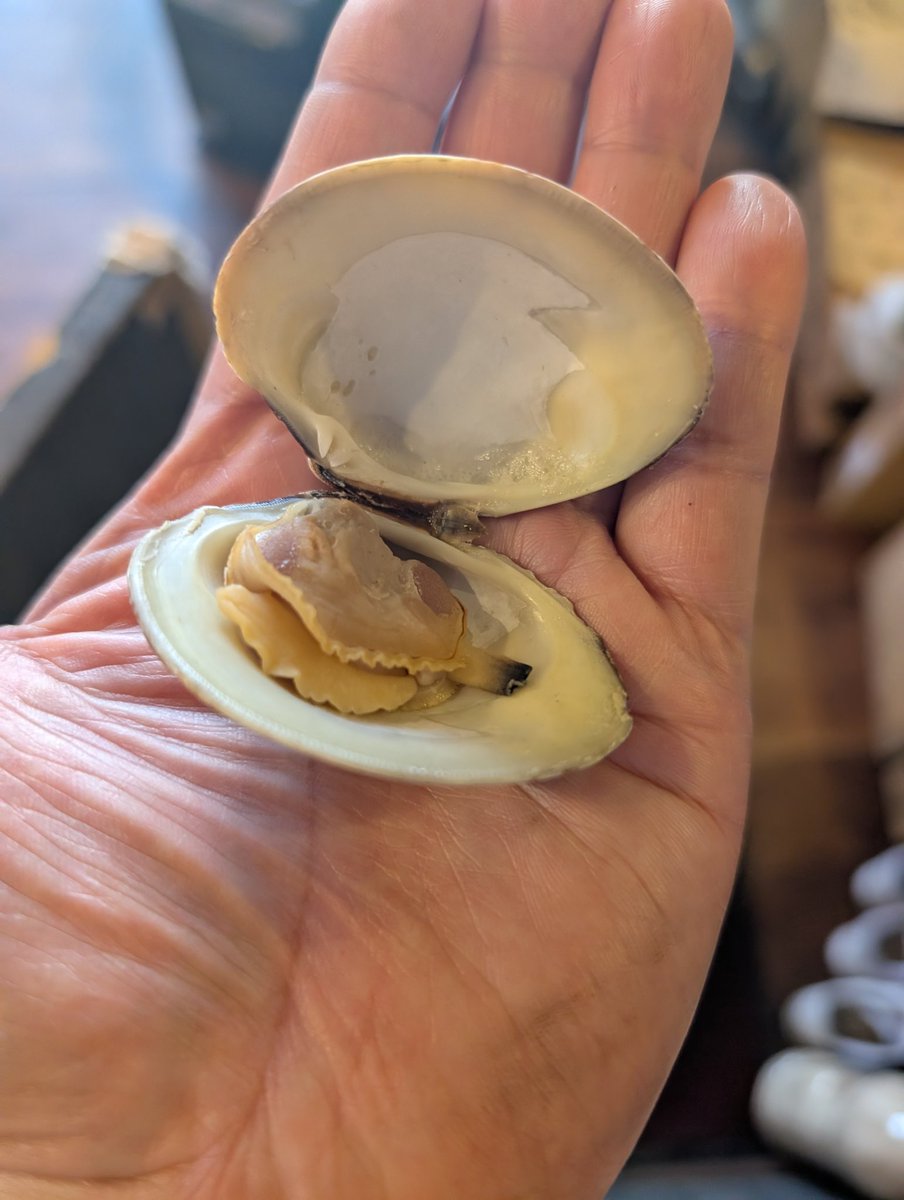 へうげもの tweet media