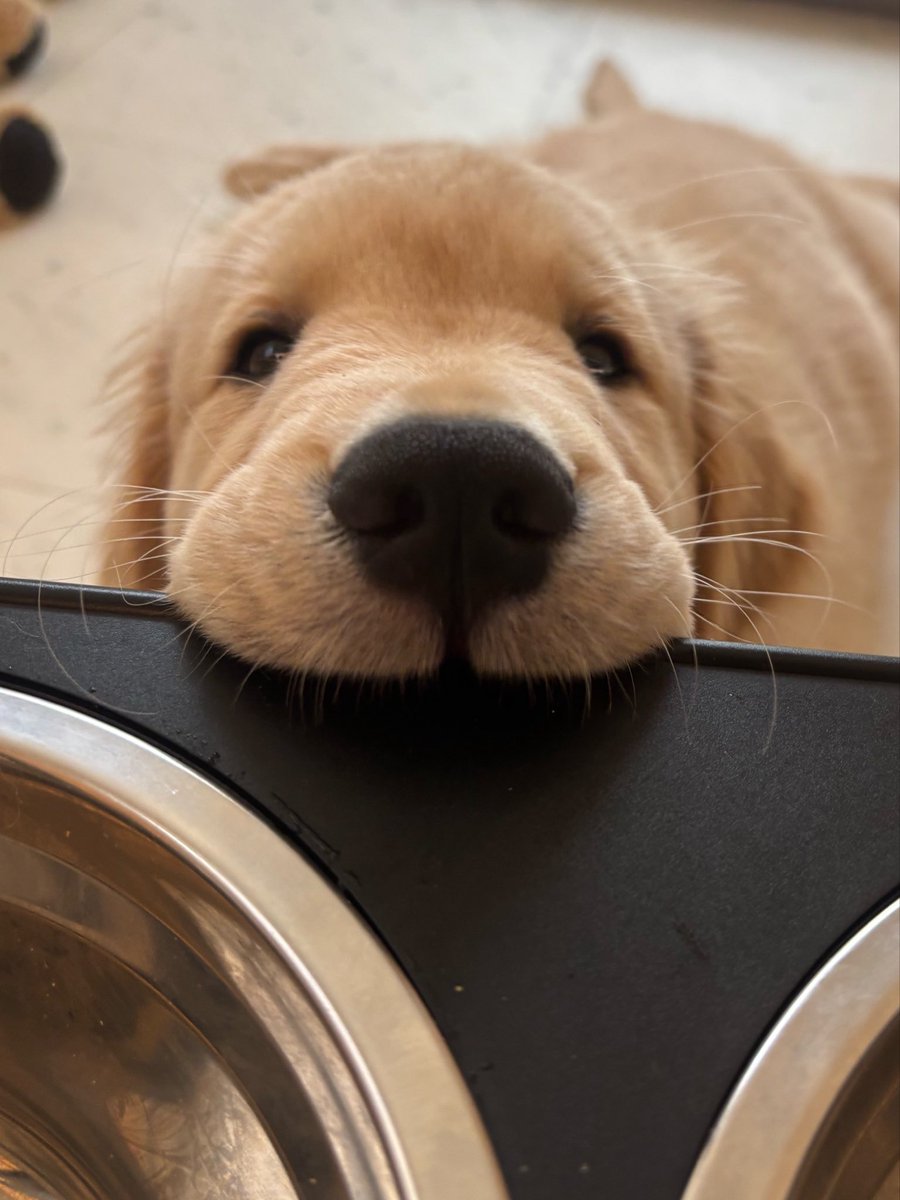 もずくゴールデンレトリバー tweet media