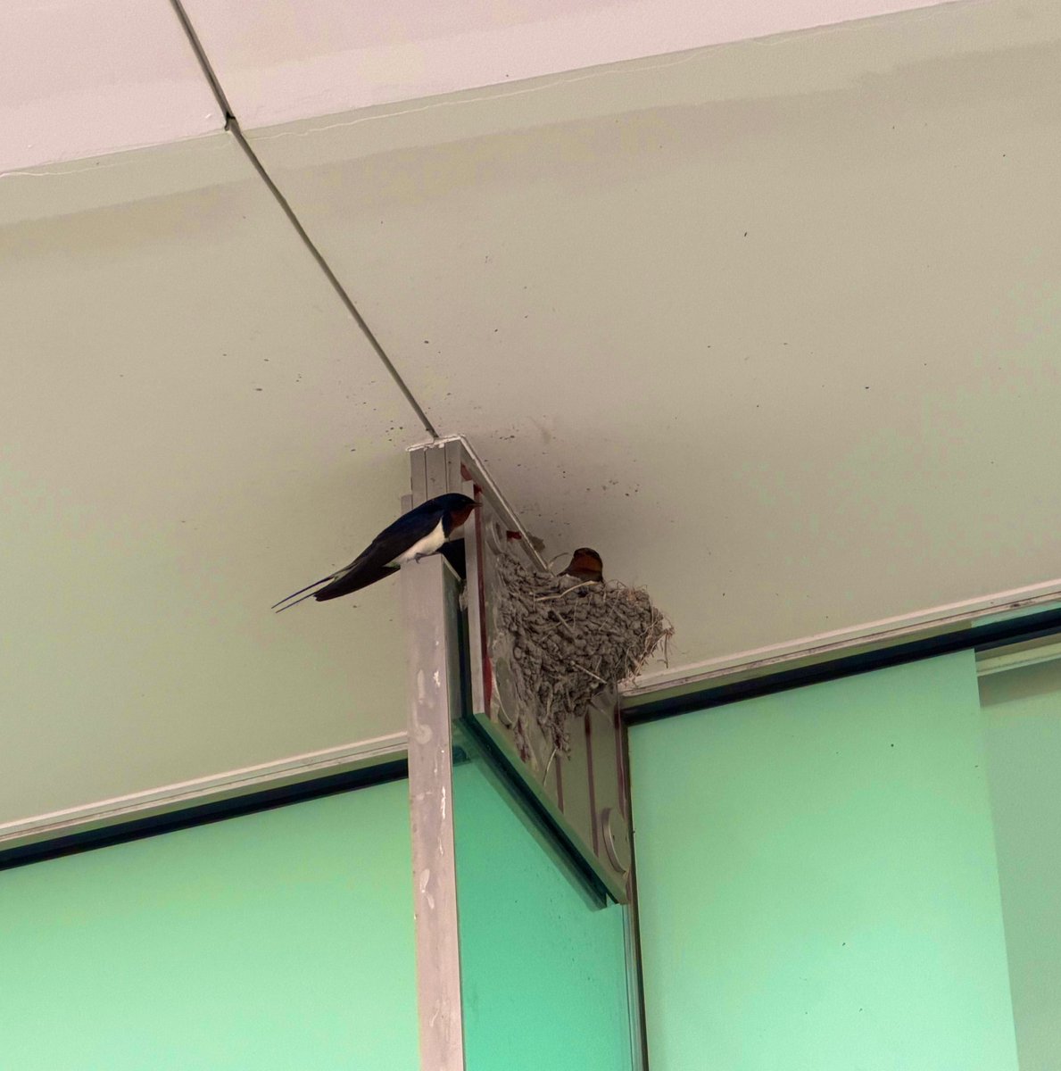 ゆうき＠しゃかりき🎤🎪 tweet media