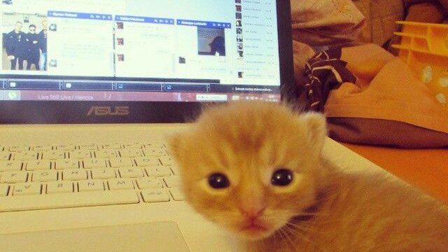 caspia tweet media