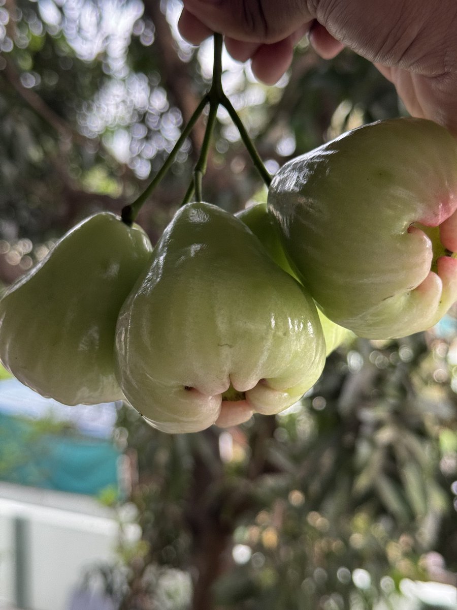 MrKanyaRashi_'s tweet image. Harvest started… ఒక్కో కాయ 100 గ్రాముల బరువు వస్తుంది, మెల్లగా కొమ్మలన్నీ బరువుకి కింద పడిపోయి 100 కాయల పైనే రాలిపోయాయి. 

రెండు కాయలు తింటే tummy ఫుల్… Neutral టేస్ట్.. చప్పగా ఉన్న పుచ్చకాయ తిన్న ఫీలింగ్.. 

తెల్సిన వాళ్ళందరికీ పంచేస్తున్నా 🤗 

#NatureVibes #HomeGarden