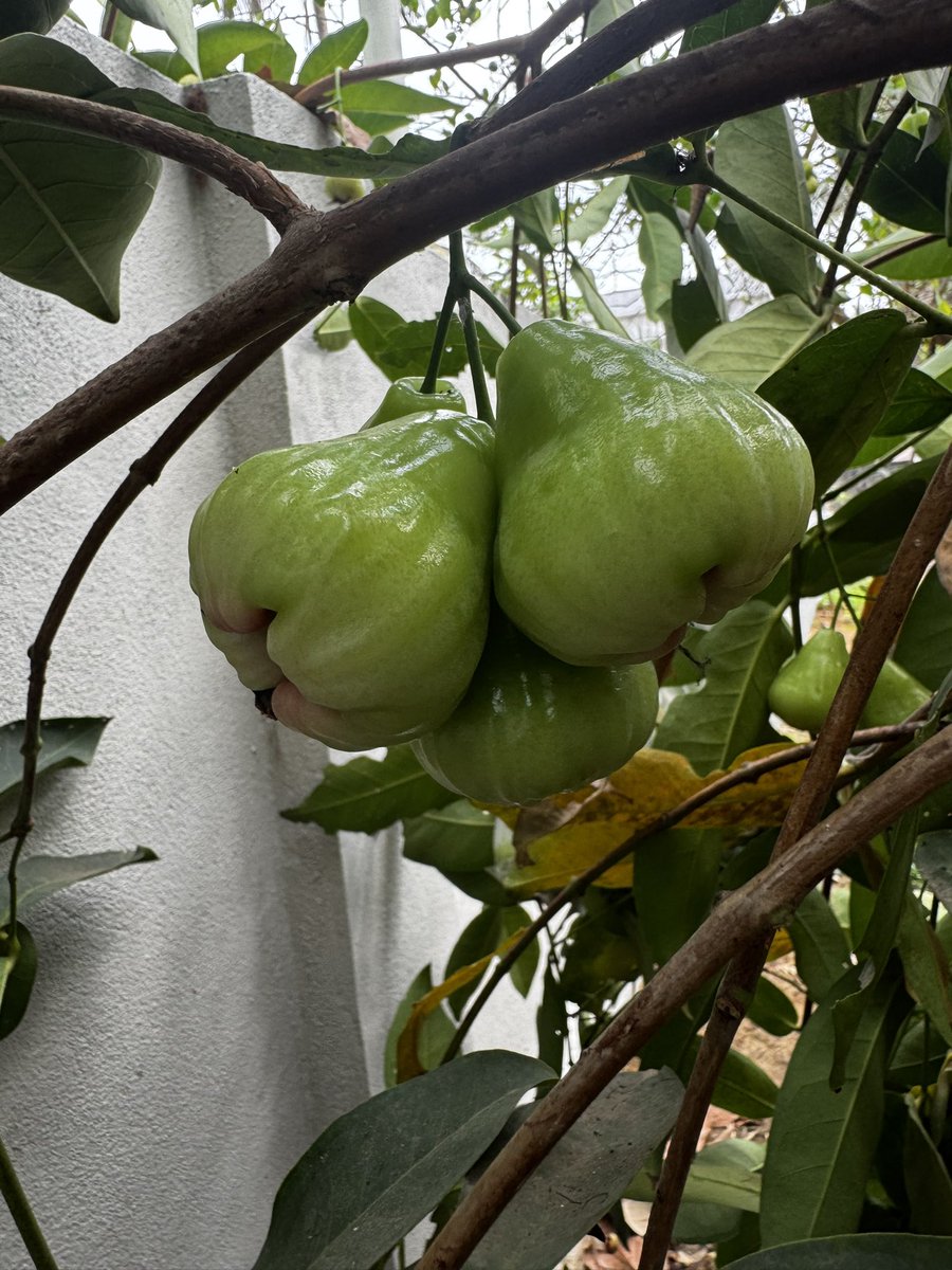 MrKanyaRashi_'s tweet image. Harvest started… ఒక్కో కాయ 100 గ్రాముల బరువు వస్తుంది, మెల్లగా కొమ్మలన్నీ బరువుకి కింద పడిపోయి 100 కాయల పైనే రాలిపోయాయి. 

రెండు కాయలు తింటే tummy ఫుల్… Neutral టేస్ట్.. చప్పగా ఉన్న పుచ్చకాయ తిన్న ఫీలింగ్.. 

తెల్సిన వాళ్ళందరికీ పంచేస్తున్నా 🤗 

#NatureVibes #HomeGarden