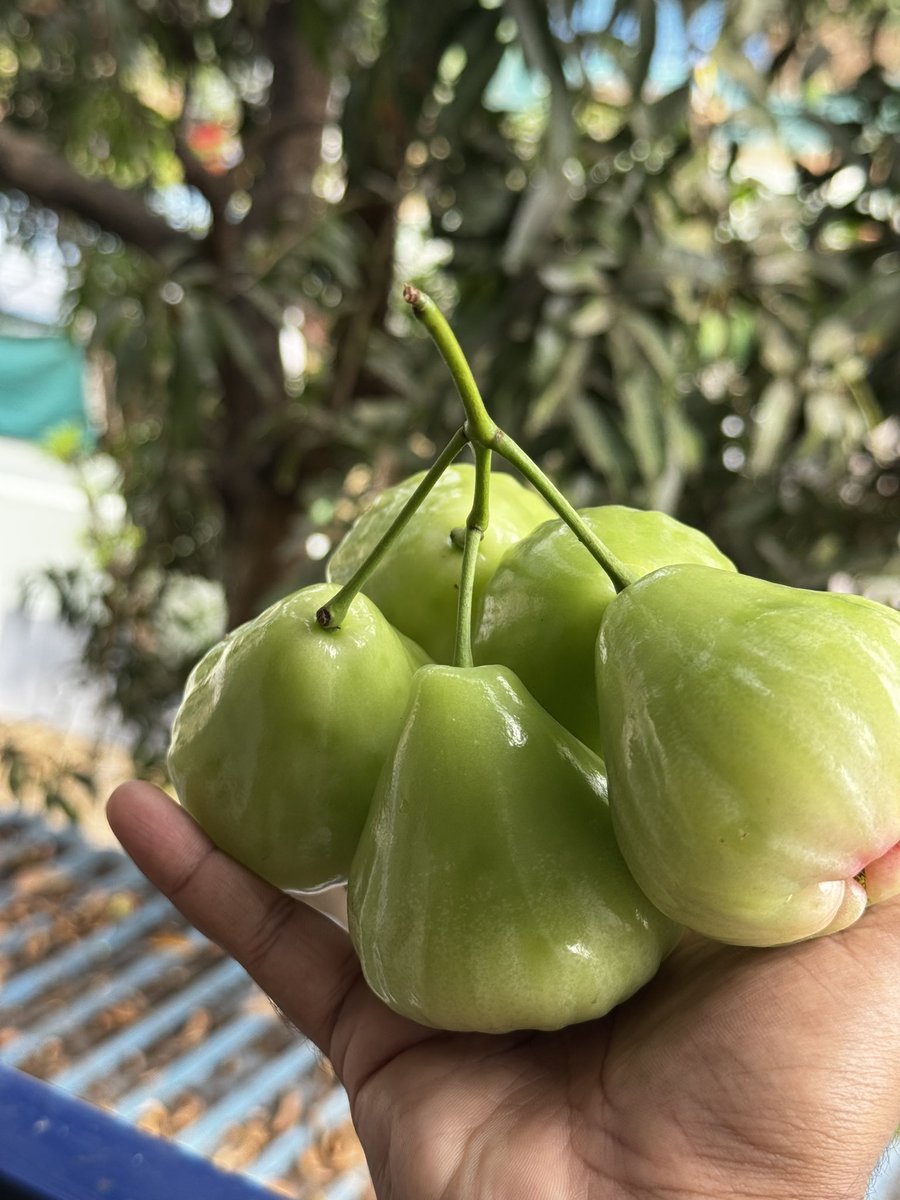 MrKanyaRashi_'s tweet image. Harvest started… ఒక్కో కాయ 100 గ్రాముల బరువు వస్తుంది, మెల్లగా కొమ్మలన్నీ బరువుకి కింద పడిపోయి 100 కాయల పైనే రాలిపోయాయి. 

రెండు కాయలు తింటే tummy ఫుల్… Neutral టేస్ట్.. చప్పగా ఉన్న పుచ్చకాయ తిన్న ఫీలింగ్.. 

తెల్సిన వాళ్ళందరికీ పంచేస్తున్నా 🤗 

#NatureVibes #HomeGarden