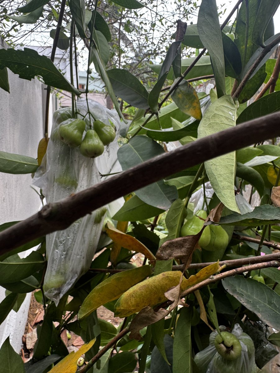 MrKanyaRashi_'s tweet image. Harvest started… ఒక్కో కాయ 100 గ్రాముల బరువు వస్తుంది, మెల్లగా కొమ్మలన్నీ బరువుకి కింద పడిపోయి 100 కాయల పైనే రాలిపోయాయి. 

రెండు కాయలు తింటే tummy ఫుల్… Neutral టేస్ట్.. చప్పగా ఉన్న పుచ్చకాయ తిన్న ఫీలింగ్.. 

తెల్సిన వాళ్ళందరికీ పంచేస్తున్నా 🤗 

#NatureVibes #HomeGarden