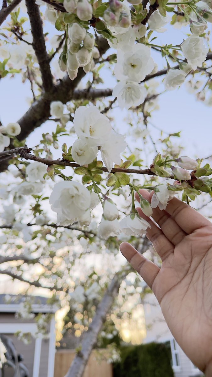 hema_serenity's tweet image. Walking la 😍

#SpringFlowers