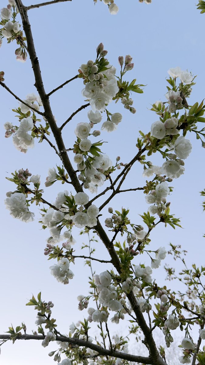 hema_serenity's tweet image. Walking la 😍

#SpringFlowers