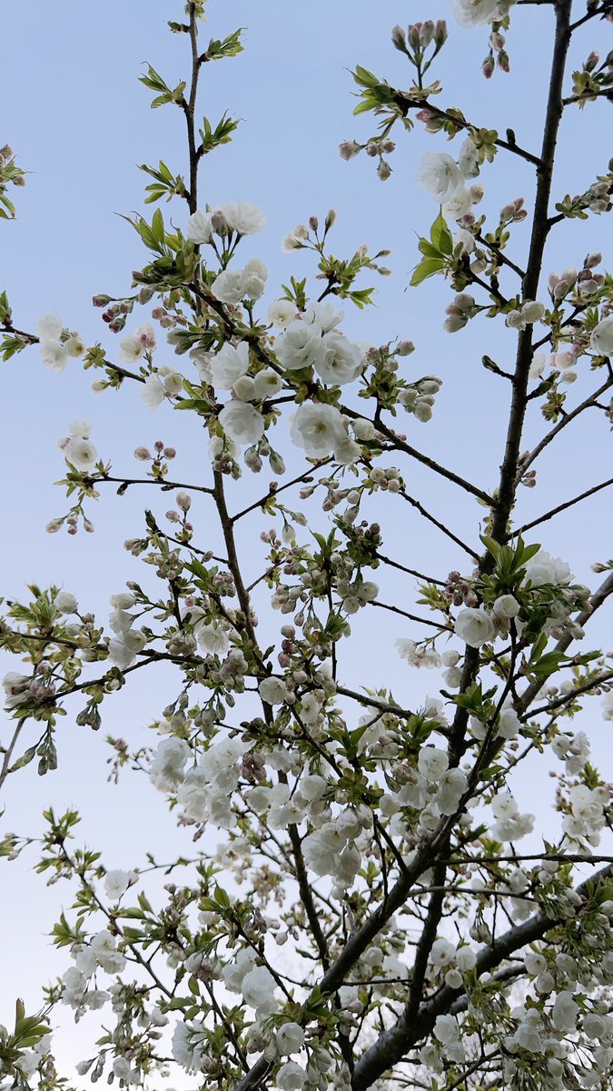 hema_serenity's tweet image. Walking la 😍

#SpringFlowers