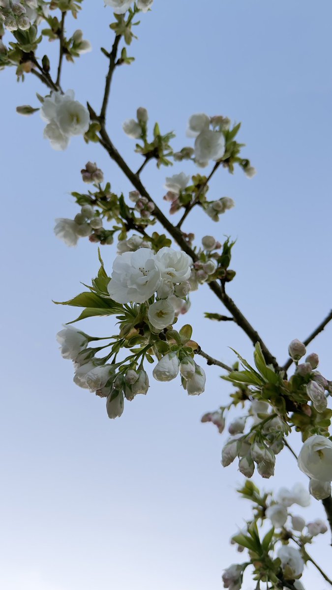 hema_serenity's tweet image. Walking la 😍

#SpringFlowers