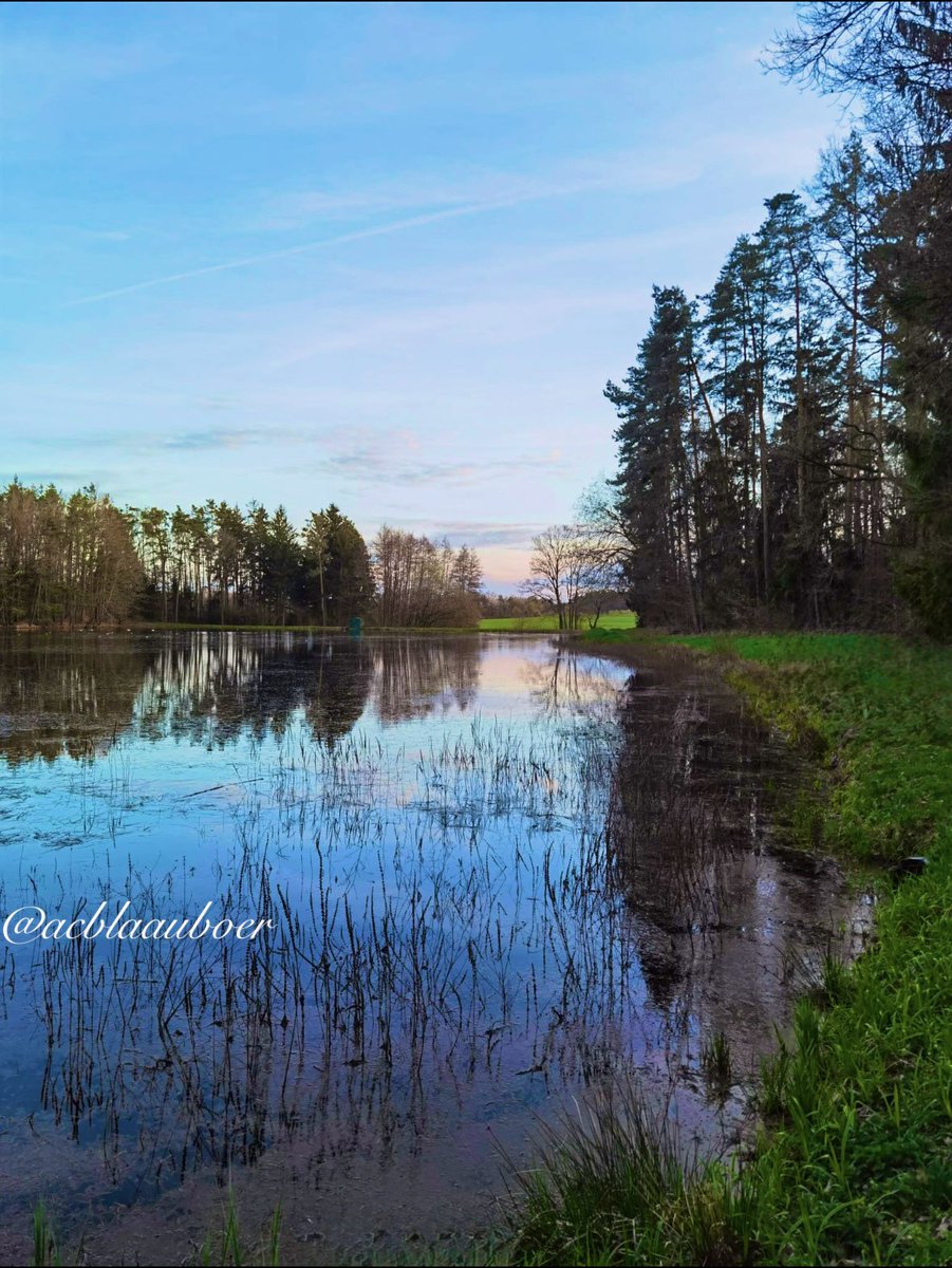 Nemophilist✨🌿🌲 tweet media