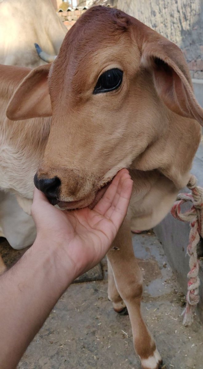 Cow Love ࿗ tweet media