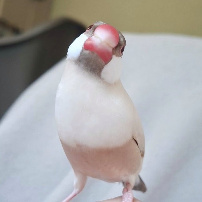 Peanut looks a little scary in this photo...