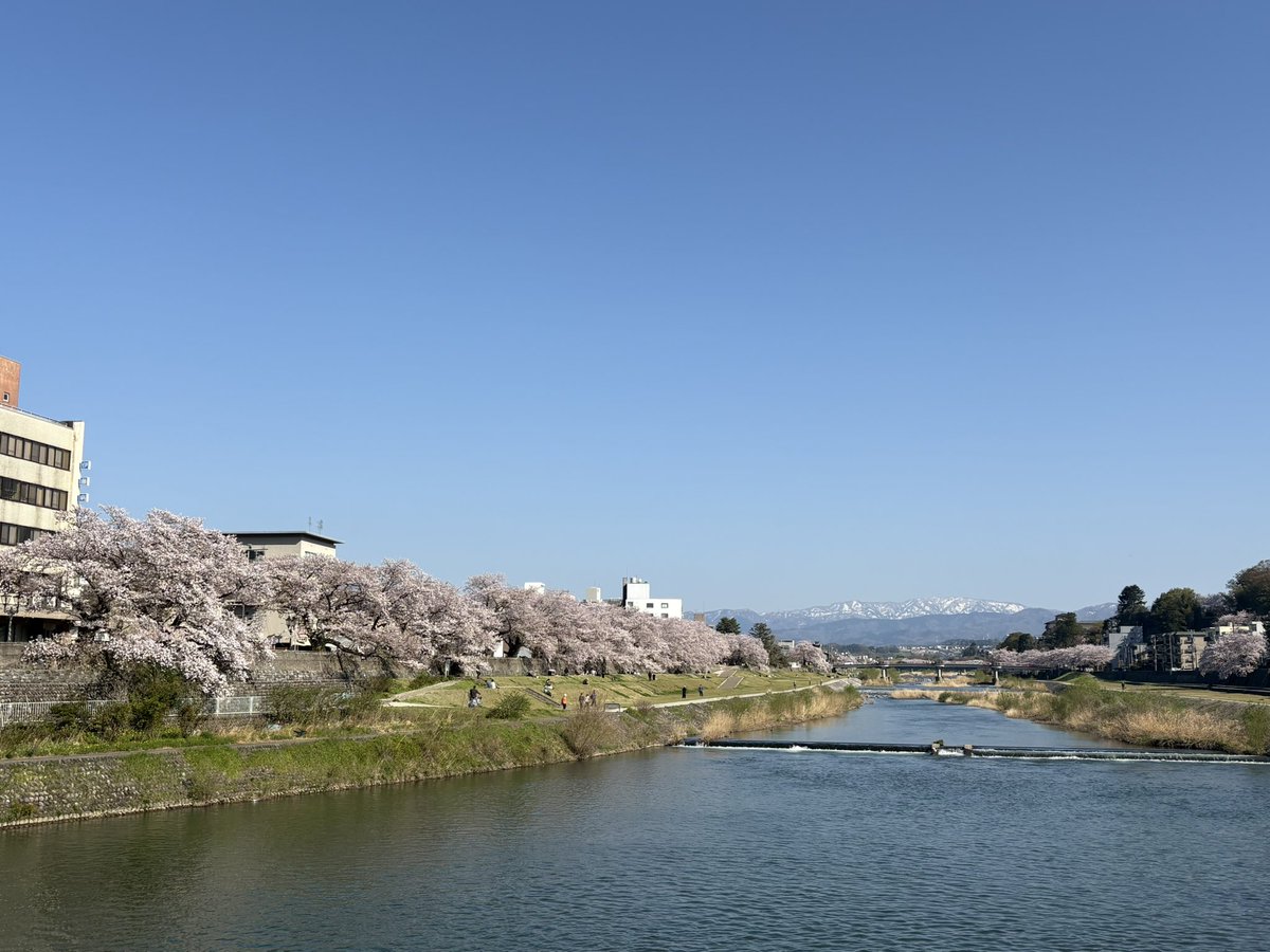 ukaukatter's tweet photo. 先日金沢行ってきた。

暴力的な桜の量、更に兼六園は無料公開！
さすが加賀百万石の気前良さ！

金沢城があんなに大きいとは知らなかった。巨木の桜がすーーっと雲みたいに続いてるの。小松空港上空で低山にちらちら山桜がある様子もかわゆし。白山を奥に控えた犀川もうつくし。よかった。 https://t.co/bFVbbGpxG4