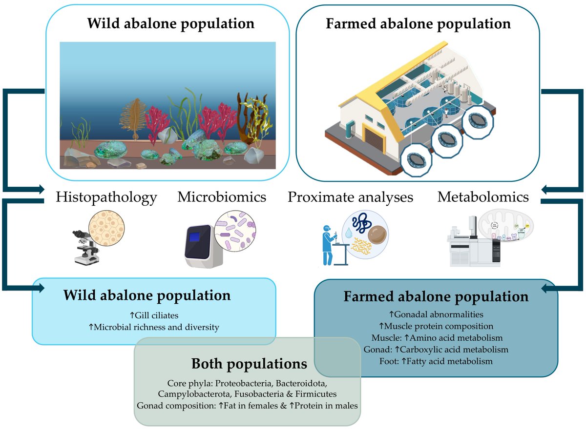Fishes_MDPI's tweet image. 🐟#EditorsChoice paper in #Fishes!

Comparative Physiological Profiling of #Abalone (Haliotis iris): Insights from Wild and #Aquaculture Broodstock
👉mdpi.com/2410-3888/10/1…

💦#broodstock #fisheries #histopathology #metabolomics #microbiome #proximateanalyses