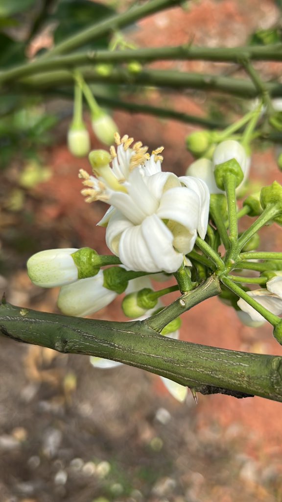 Molly爱摄影（100%互 tweet media