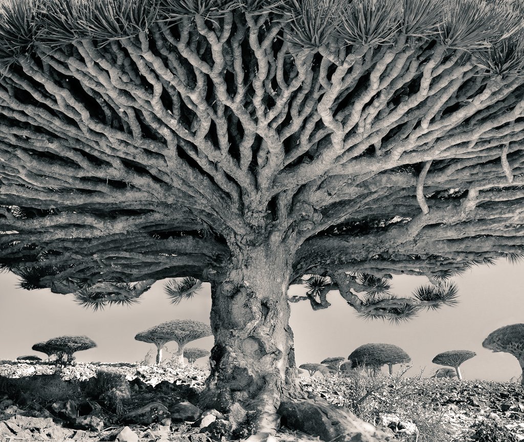 #WOMENSART tweet media