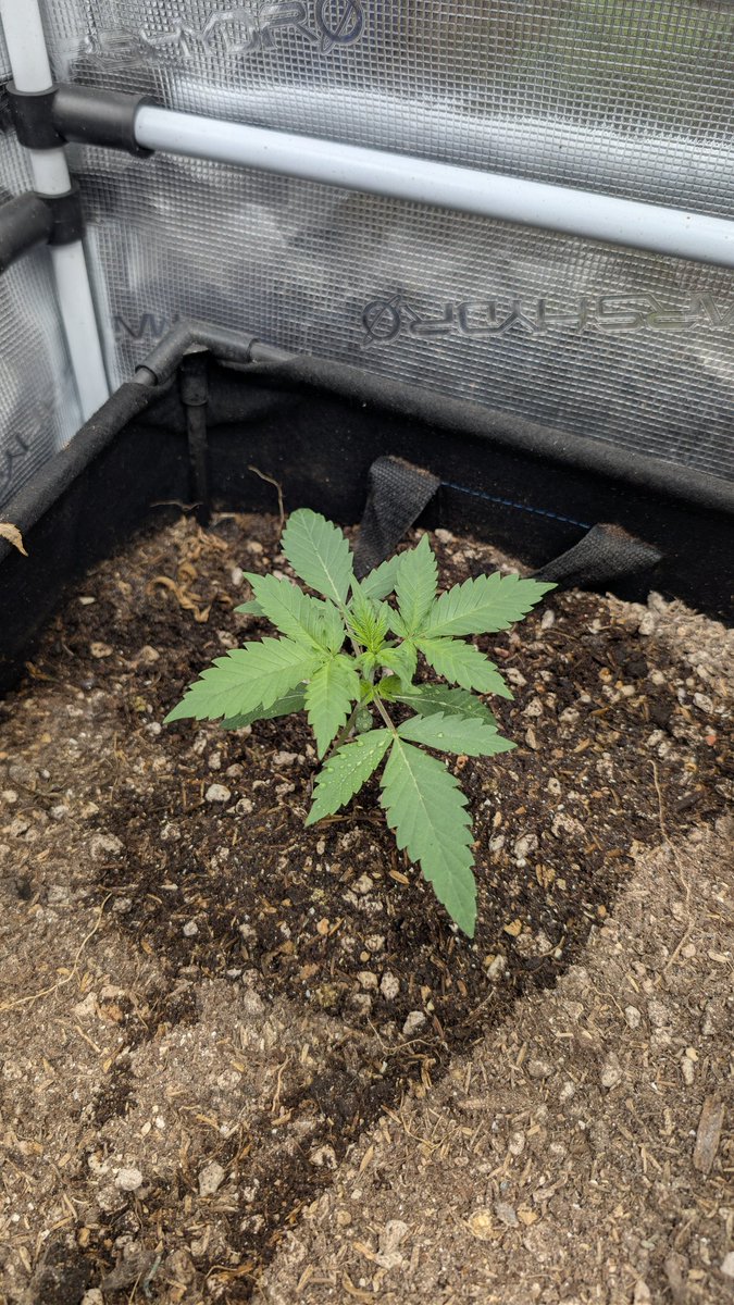 ArizonaGrows tweet media