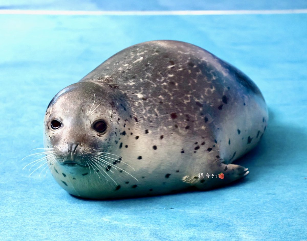 あざまる(ぷ)🍠 tweet media