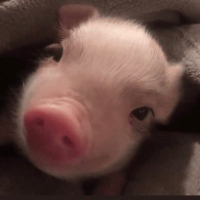 maaa_piggy's tweet photo. 끝내주는 트친소 쓰고 싶지만 
전 차마시면서 하는 독서도 좋아하고, 여행가서 사진찍기, 맛집탐방, 주식도 쫌쫌따리 하는데 같이 얘기하실 블루디들 모셔봐요.  
(카톡방도 못만들만큼 디지털무식쟁이지만 노력할게🫶🏻 레이디들💙)
#블루레이디 #블루레이디_친소 #블루레이디_𝕏친소 #블루디 https://t.co/nbqQaWLoUh