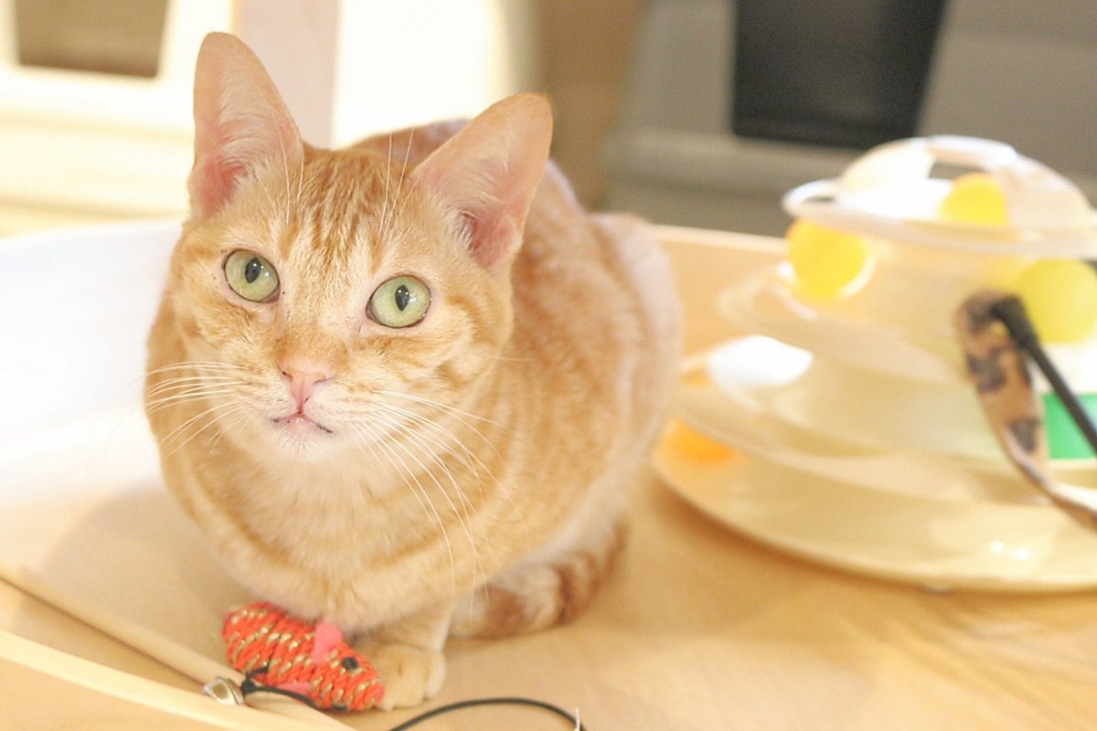 SeaHeaven2.1🇯🇵 tweet media