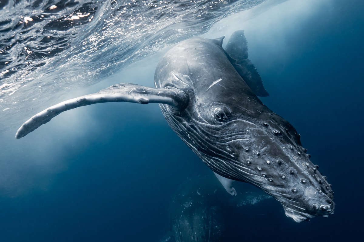 SeaHeaven2.1🇯🇵 tweet media