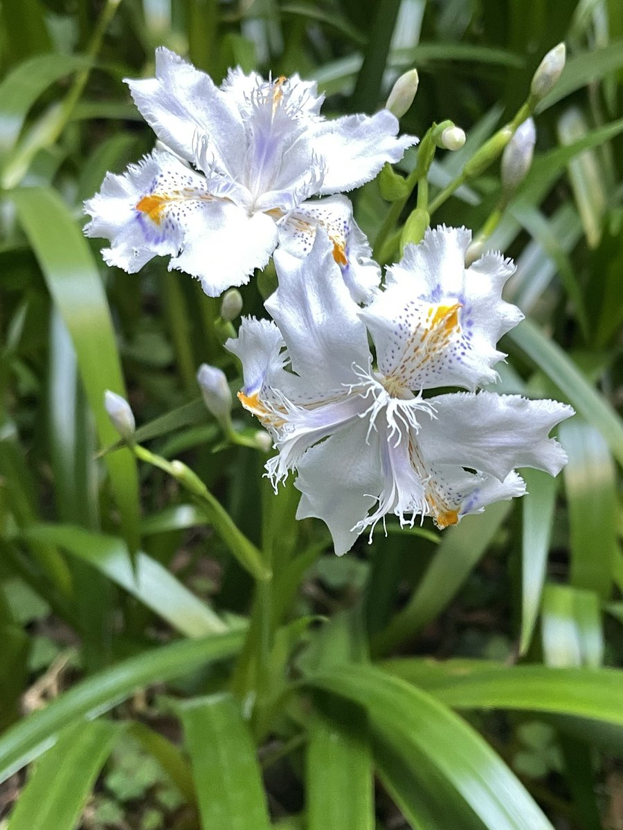 いつの間にか咲いてたシャガの花🌿