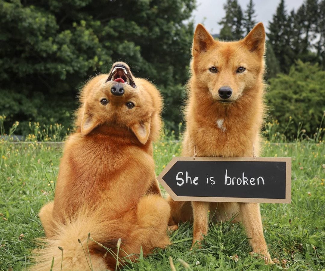 Captivating Canines tweet media