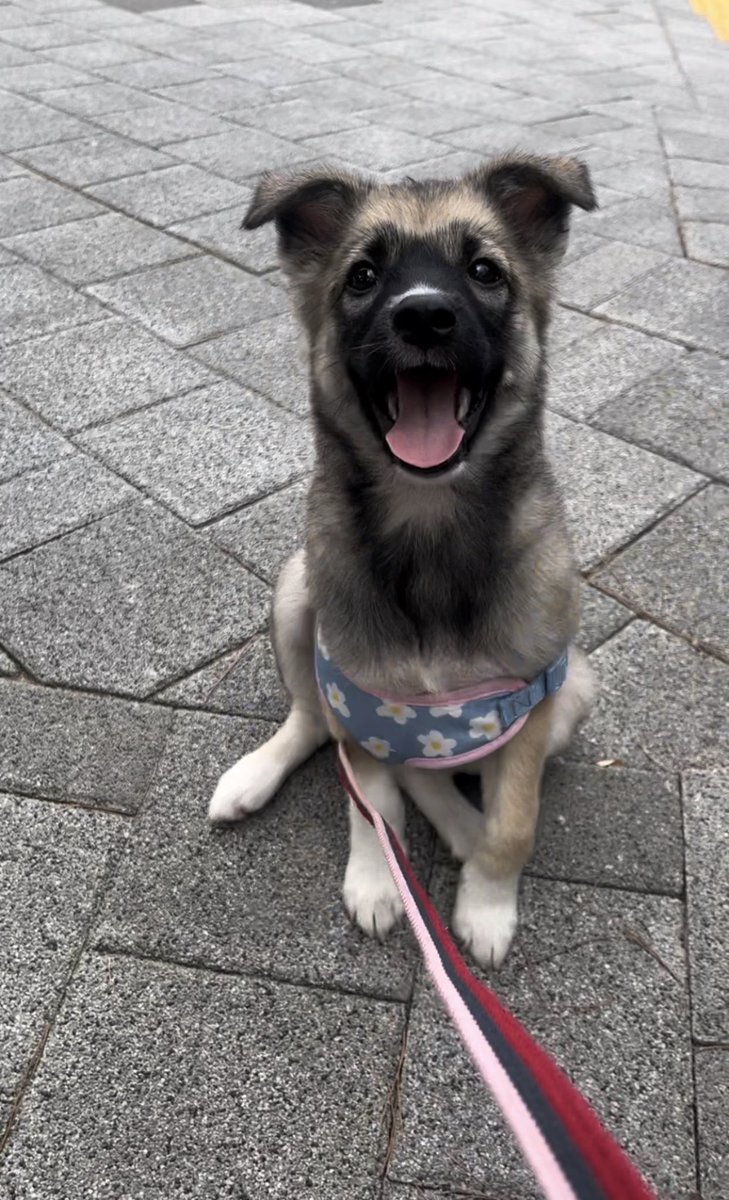 우리개 공고 사진도 개못생겼었는데
실물은 선녀 그 잡채