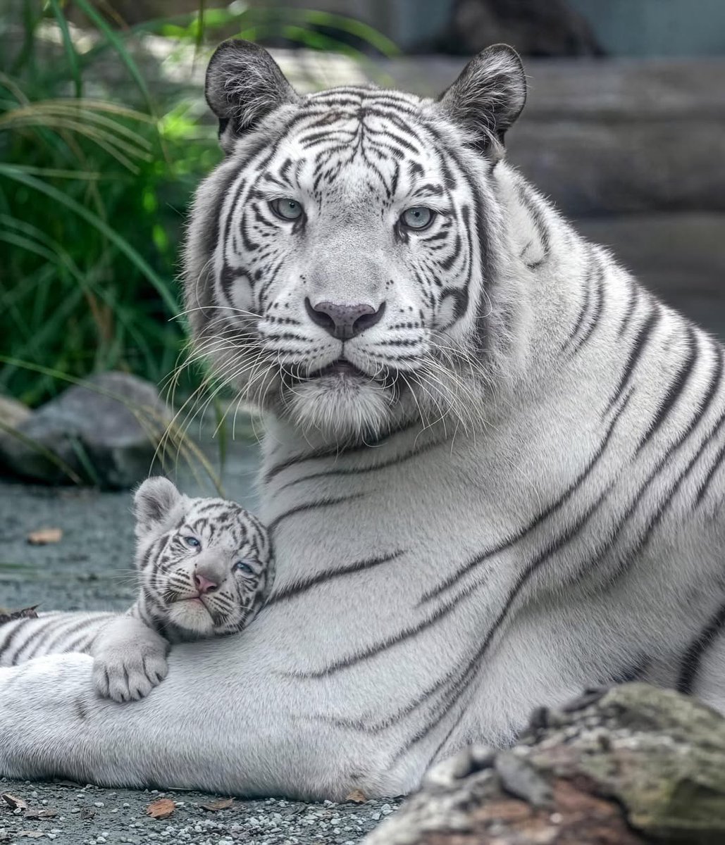 NATURE ✨ WILDLIFE tweet media