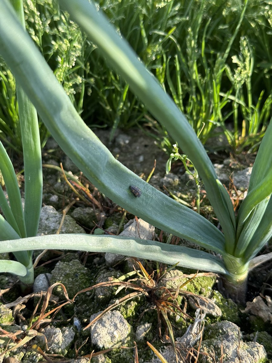 ひまり/素人兼業農家（☺️） tweet media