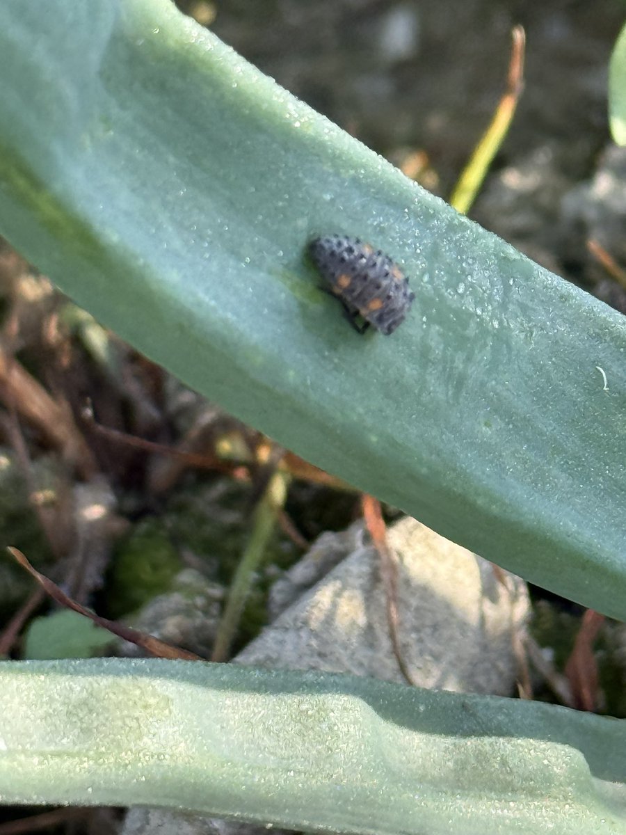 ひまり/素人兼業農家（☺️） tweet media