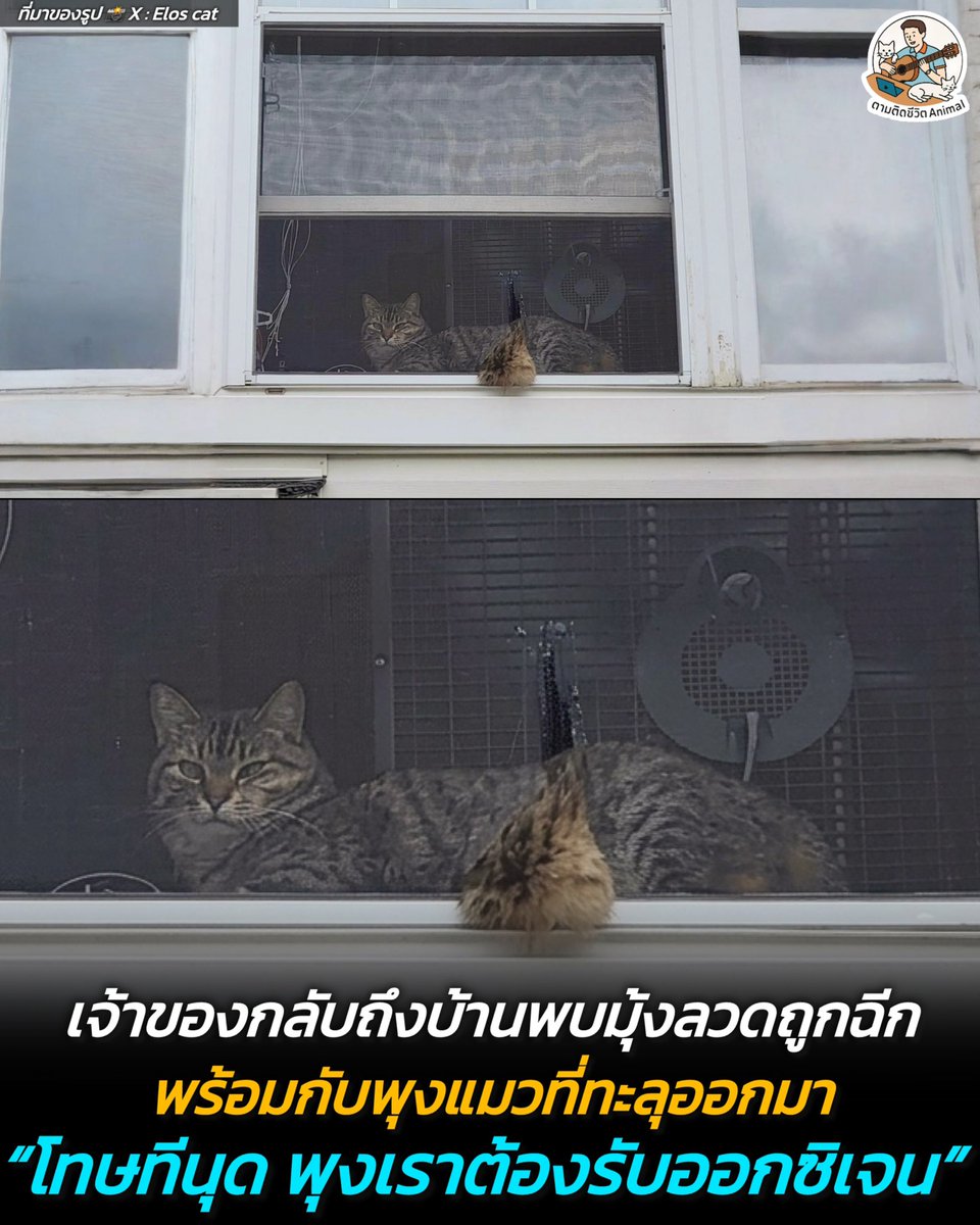 ตามติดชีวิตAnimal tweet media