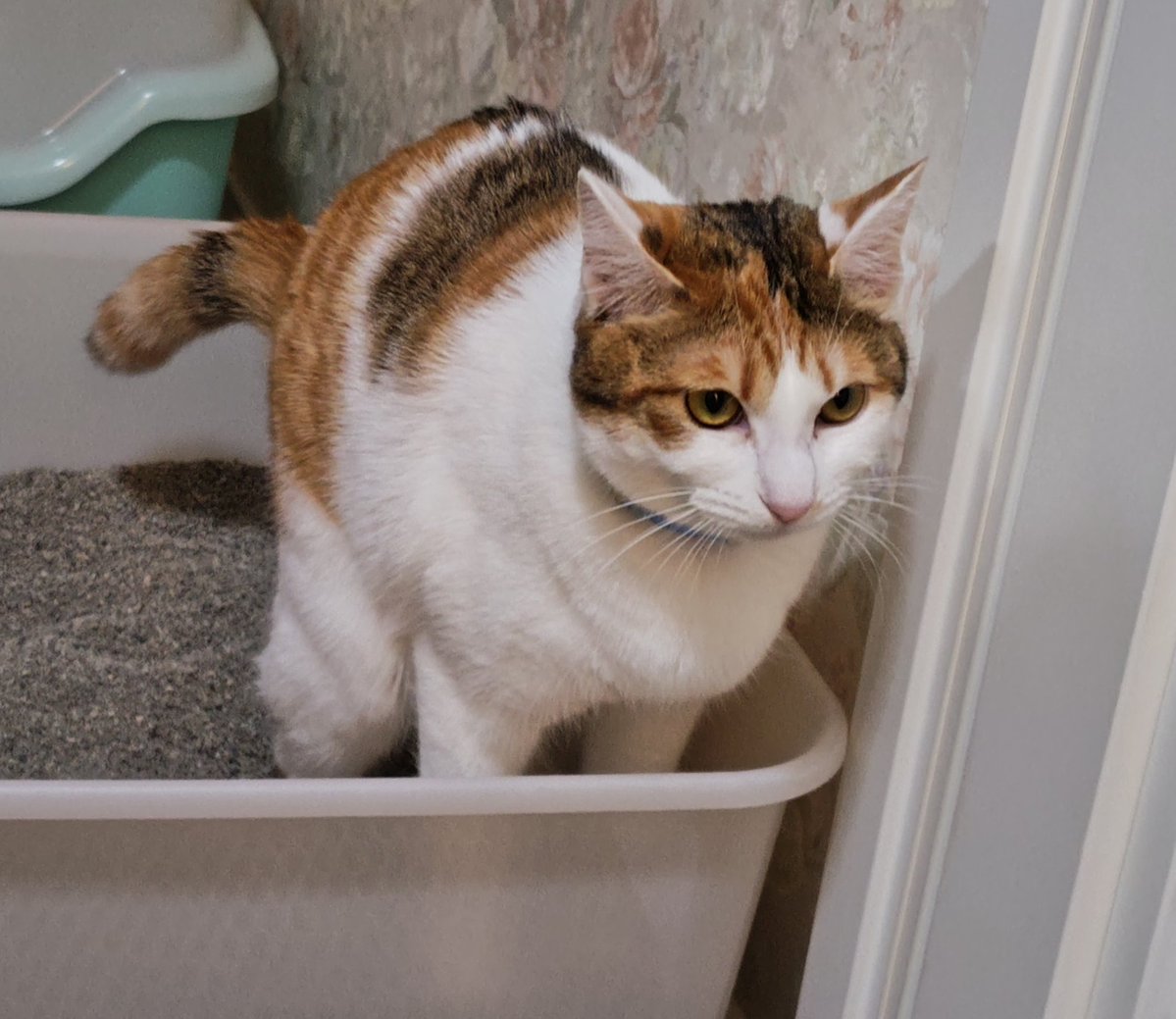 うめくり tweet media