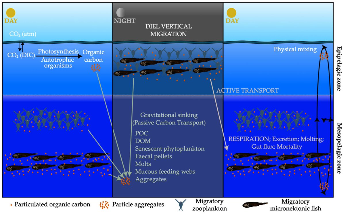 Fishes_MDPI's tweet image. 🐟#NewPublication in #Fishes!

The Relationship Between #Respiration Rates and #ElectronTransport System Activity in Fish
👉mdpi.com/2410-3888/11/3…

💦#swimmingrespirometry #aerobicmetabolism