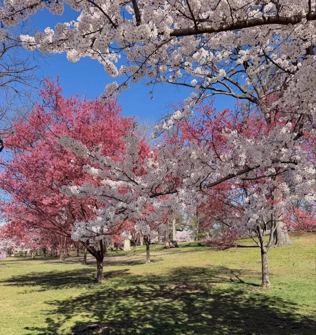 Ahmed Mehsud 🇺🇸 🇵🇰 tweet media