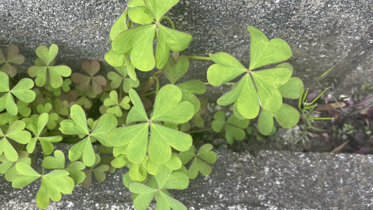 猫宮ちる🐈🐾/ちるまる tweet media