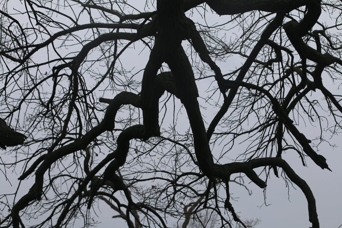 Adam Treeshepherd Rutsch tweet media