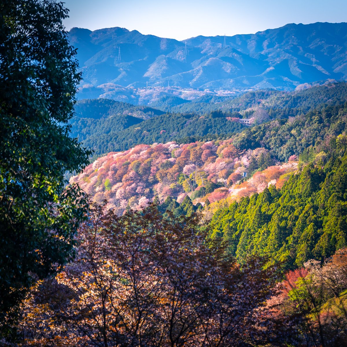 InakaAdventure's tweet photo. Yoshino in Nara, Japan. Over 30,000 Sakura Trees bloom at once https://t.co/ILxcLJUCv4