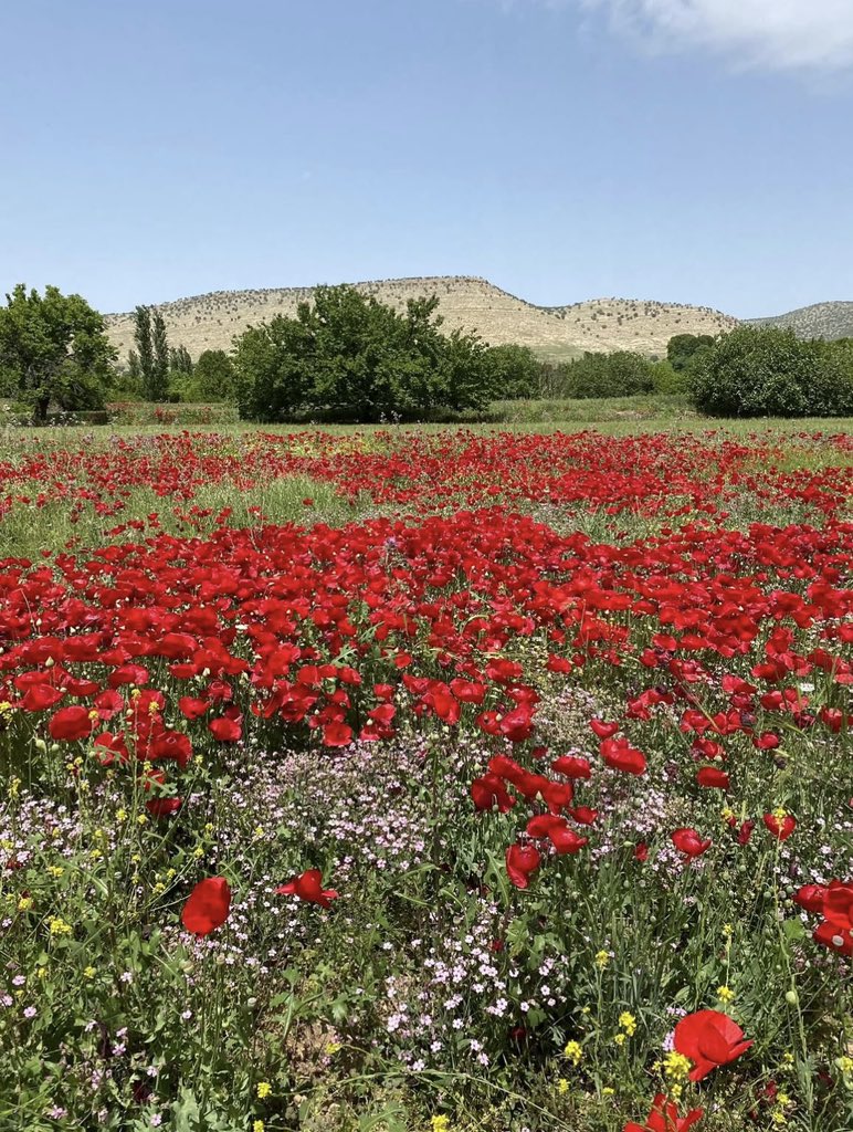 Çemo🍁✌️ tweet media