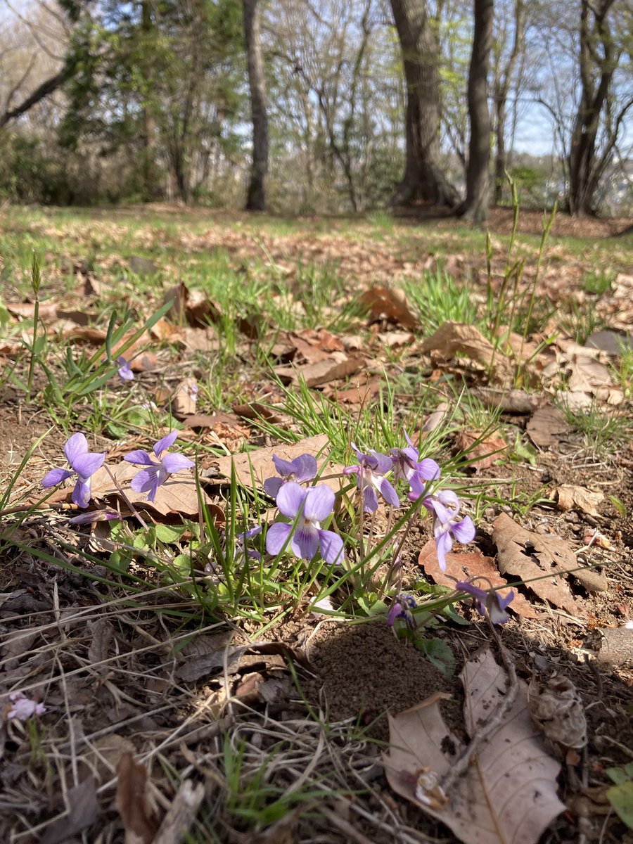 近所の公園に行きました♪

良いお天気で気持ち良いですね。
カタクリやスミレも咲いてます。