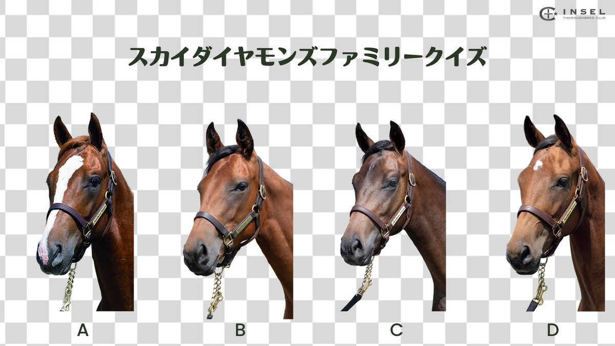 インゼルサラブレッドクラブ tweet media