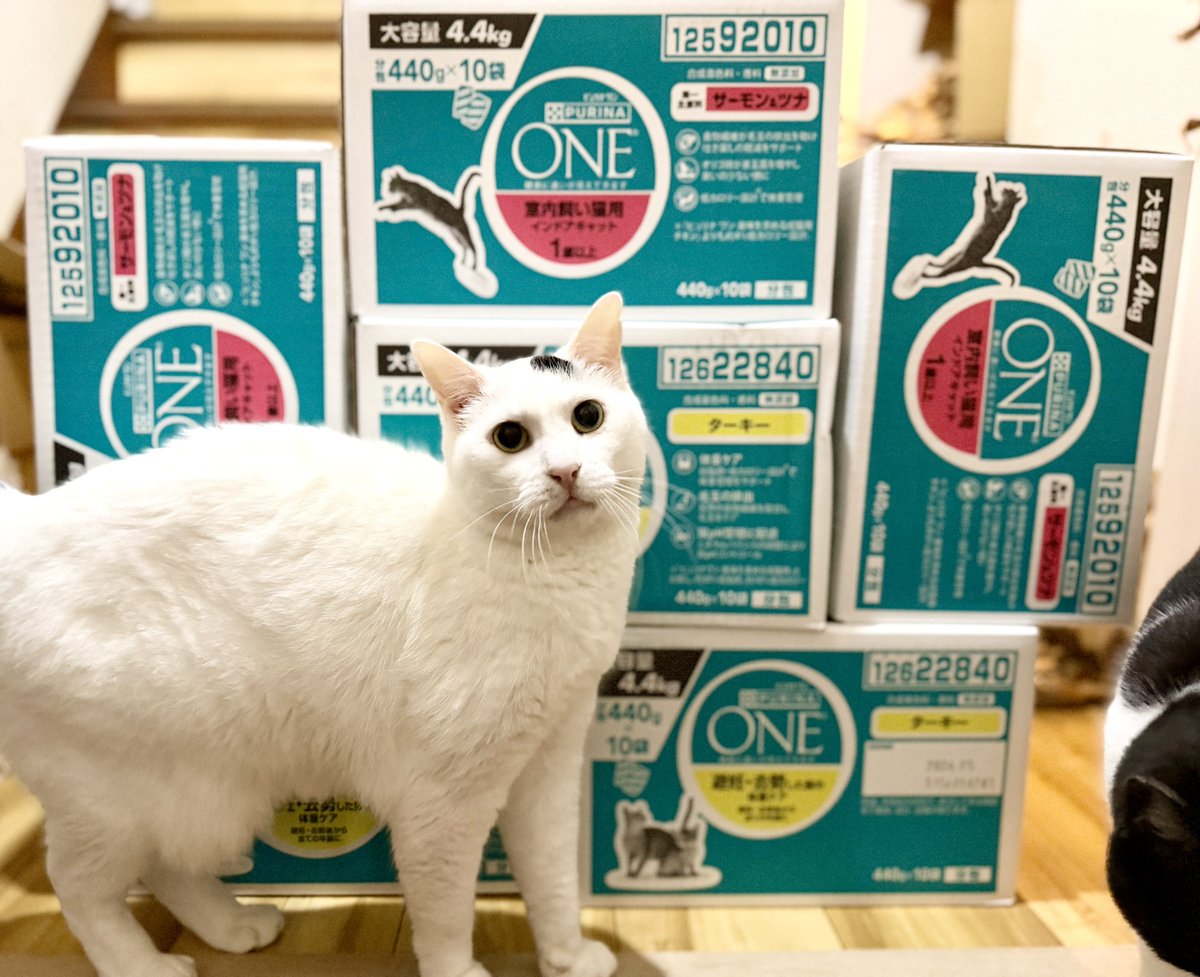 ドン・ぶっちゃ tweet media